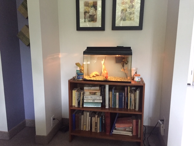 The 10 gallon tank on a little bookcase that definitely wouldn't hold a 20 gallon tank.