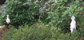 Ghosts hanging on a couple of bushes